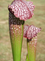 S. x excellens (leucophylla x minor var. okefenokeensis)