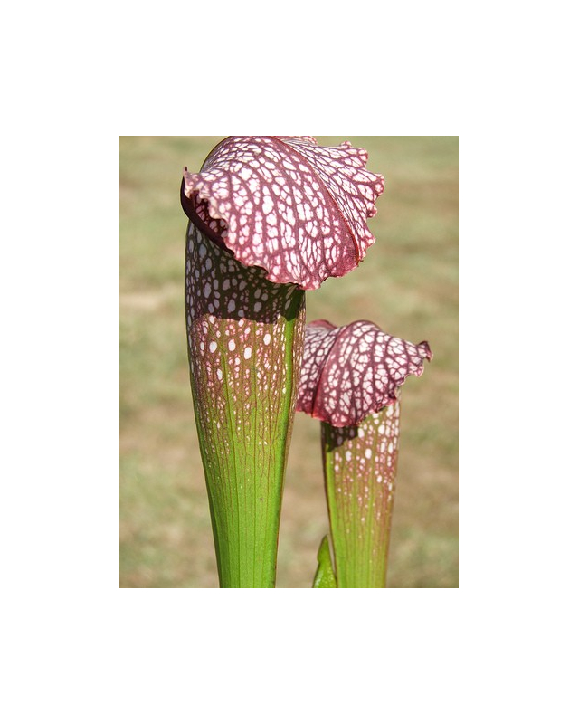 S. x excellens (leucophylla x minor var. okefenokeensis) S. x excellens (leucophylla x minor var. okefenokeensis)