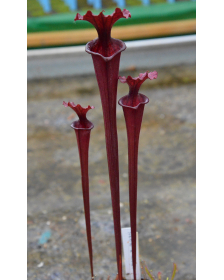 SFRB30 Sarracenia flava var. rubricorpora -- ornata x SXM47 S.x Moorei -- (leucophylla "purple lips" x flava cuprea)