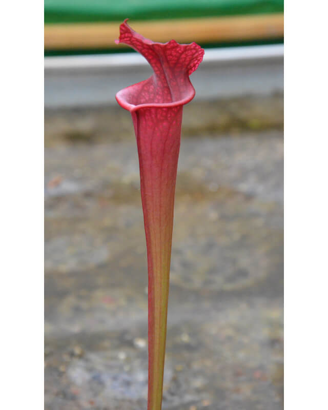 S. x 'Juthatip Soper' x S.x Moorei -- `Adrian Slack’  Giant clone 1-Hybrides Cédric Carnivore's