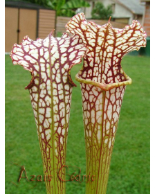 S.rubra ssp gulfensis x S.leucophylla (H72 andy)