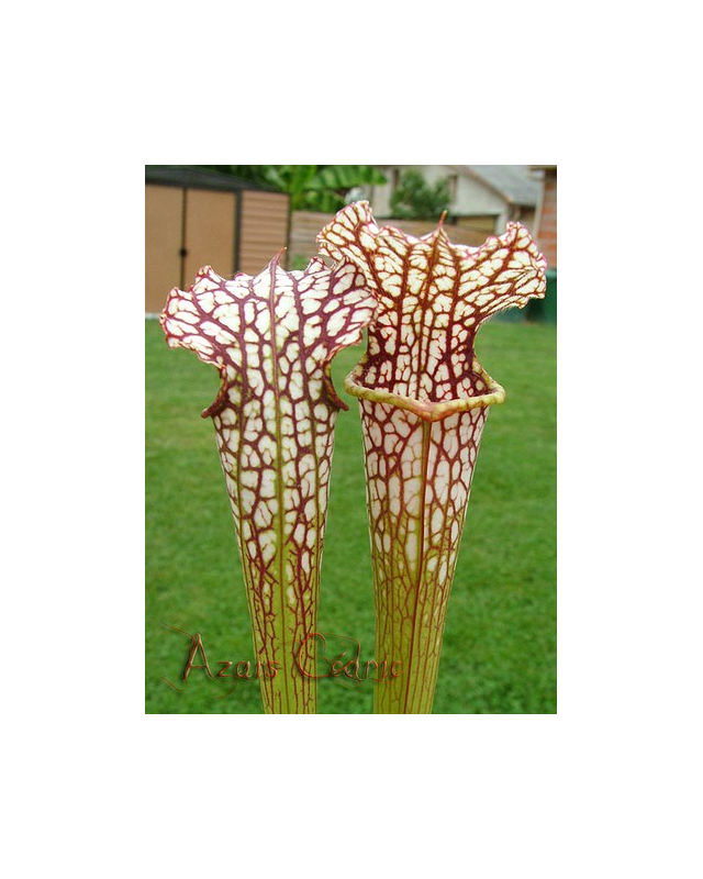 S.rubra ssp gulfensis x S.leucophylla (H72 andy)