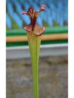 SL25 S. leucophylla -- pink lip, Appalachicola  x SFO10 S. flava var. ornata -- solid red throat - 3400