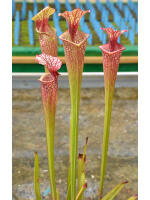 Sarracenia x Moorei -- Sx112G selected from L18 MK x F88MK, clone g - 3417