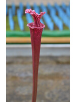 SL36 S. leucophylla -- Tall, Pink Lip x SXM48 S.x Moorei -- S. flava rubricorpora x leucophylla - 3418