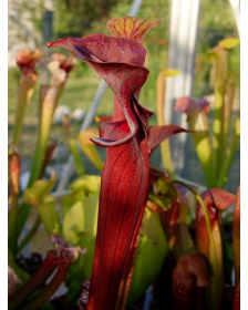 S.alata x S.flava -- red lid giant