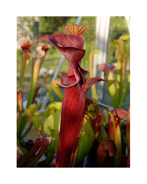 S.alata x S.flava -- red lid giant
