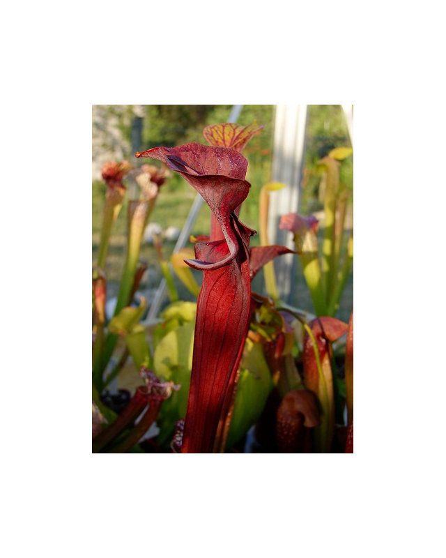 S.alata x S.flava -- red lid giant