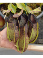 Nepenthes spathulata x hamata ‘Tambusisi’: BE-3843 - 3432