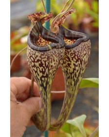 Nepenthes vogelii
