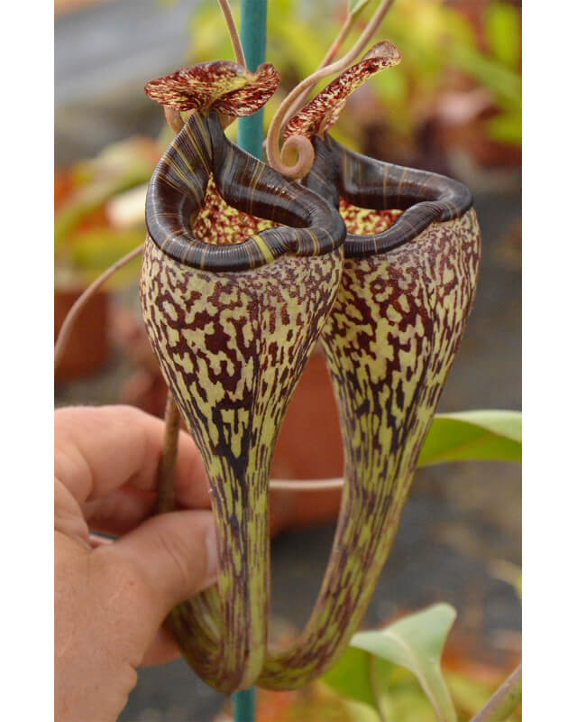 Nepenthes vogelii - clone sélectionné: BE-3256