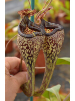 Nepenthes vogelii - clone sélectionné: BE-3256 - 3433