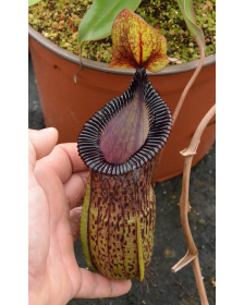 Nepenthes burkei x hamata