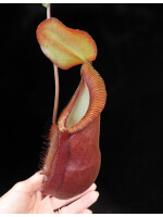 Nepenthes spathulata x diabolica BE-3983 - 3439