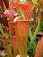 S.'Orange Fire' Azais Cédric