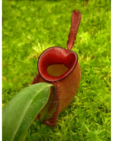 Nepenthes ampullaria – ‘Brunei red’ BE-3681