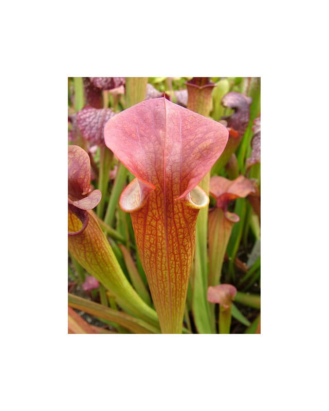 S.'Orange Fire' Azais Cédric