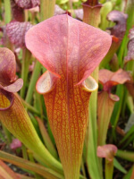 S.'Orange Fire' Azais Cédric