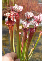 S. 'Trésor sister', cross 'Inspiration' x S.x Moorei -- `Adrian Slack’ sx47b - 3454