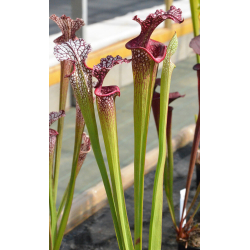 SL25 S. leucophylla -- pink lip, Appalachicola x Inspiration-Hybrides Cédric Carnivore's