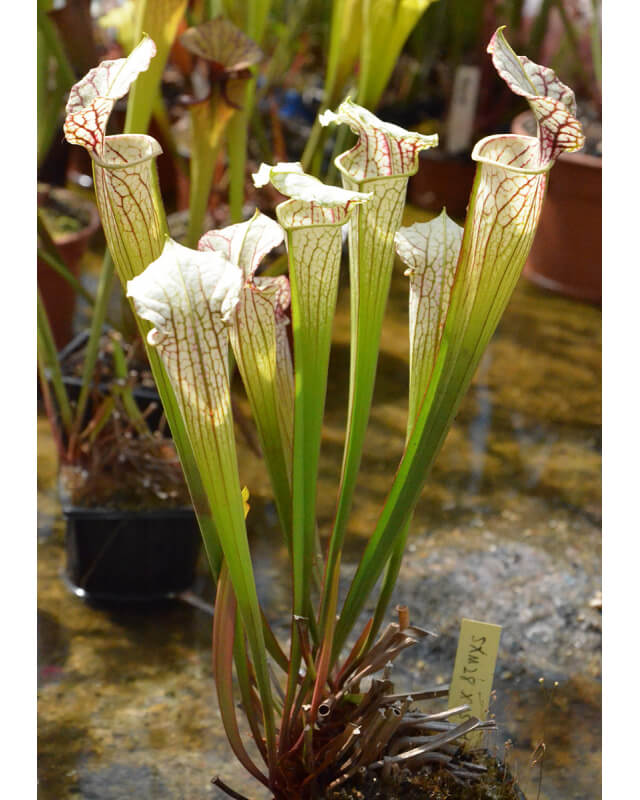 SXM28 S.x Moorei -- Pinkish top, Derek Clavell-Bate/Norman Parker(H87,MK) x SX115 S. leucophylla x umlauftiana-Hybrides Cédric Carnivore's