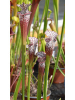 SL19 S. leucophylla -- Green and white tube x SL79 S.“Bocaza” - 3474