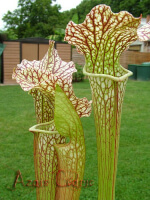 S.alata x S.leucophylla