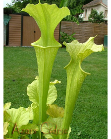 S.'Citron' (S.leucophylla x S.flava var. atropurpurea) x S.flava var maxima