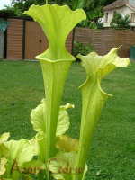 S.'Citron' (S.leucophylla x S.flava var. atropurpurea) x S.flava var maxima
