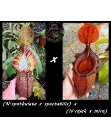 (Nepenthes spathulata x...