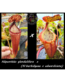 Nepenthes glandulifera x...