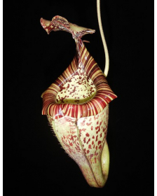 Nepenthes burbidgeae x platychila BE-3886