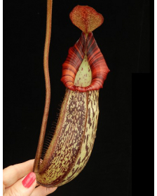 Nepenthes spectabilis x bongso BE-3991
