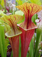 S.oreophila x S. flava var. atropurpurea