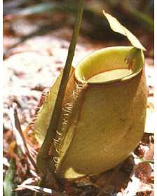 Nepenthes bicalcarata x...