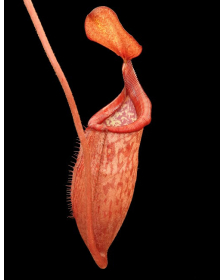 Nepenthes petiolata x mira BE-4525