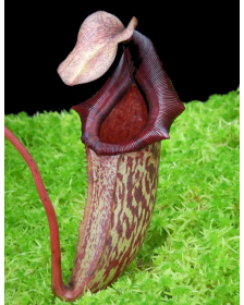 Nepenthes rajah x (veitchii...
