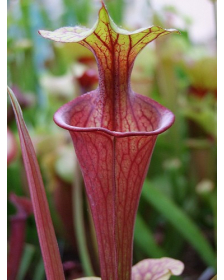 S.oreophila x S. flava var. atropurpurea