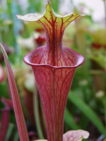 S.oreophila x S. flava var. atropurpurea