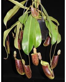 Nepenthes ampullaria x (veitchii x lowii) BE-4027