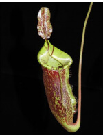 Nepenthes ampullaria x (veitchii x lowii) BE-4027 - 3537