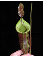 Nepenthes ampullaria x (veitchii x lowii) BE-4027 - 3538