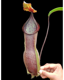Nepenthes spathulata x hamata