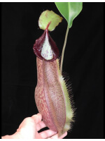 Nepenthes spathulata x hamata BE-3712 - 3543