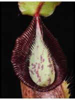 Nepenthes spathulata x hamata BE-3712 - 3545