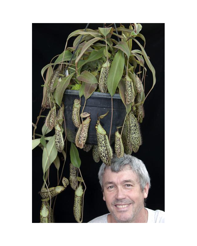 Nepenthes spectabilis