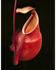 Nepenthes mirabilis var...