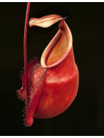 Nepenthes mirabilis var globosa aka 'Viking' BE-3928 - 3548