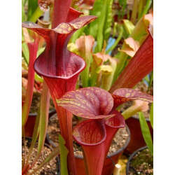 S.oreophila x S. flava var. atropurpurea-Sarracenia hybrides