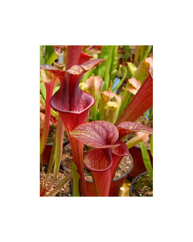 S.oreophila x S. flava var. atropurpurea-Sarracenia hybrides